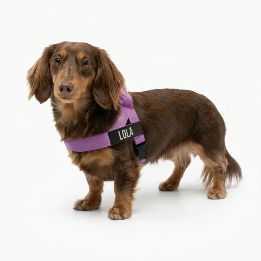 Adjustable Neck & Chafe Resistant Dog Harness