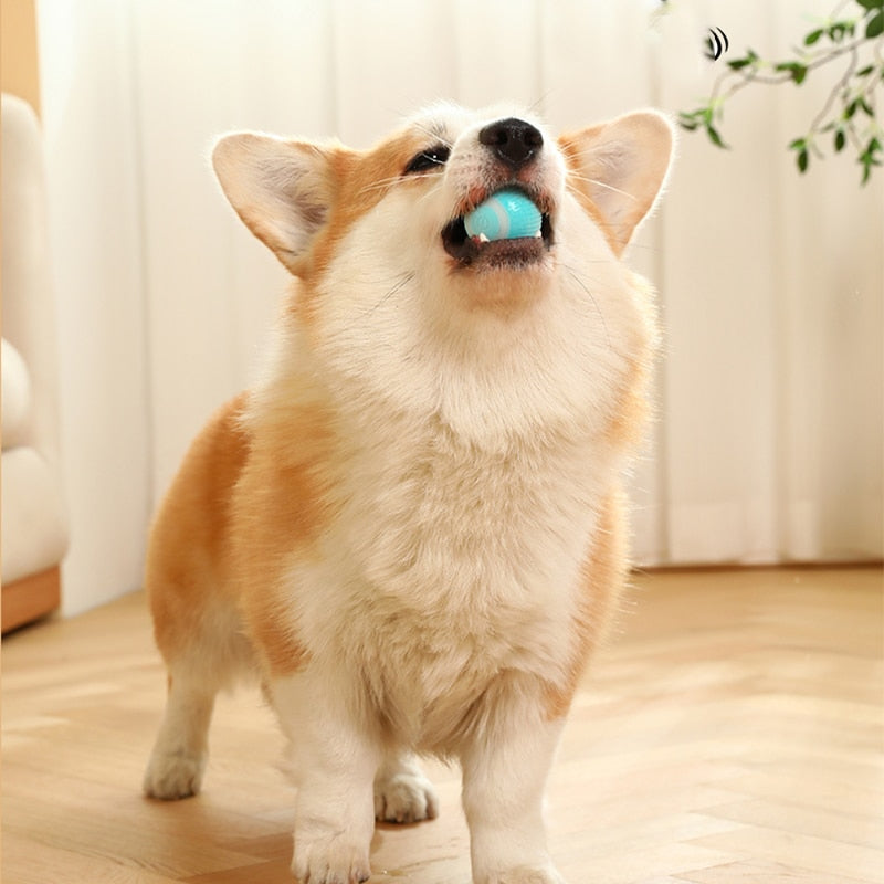 Electric Rolling Ball Pet Toys-Ziggy Dog Training Collar