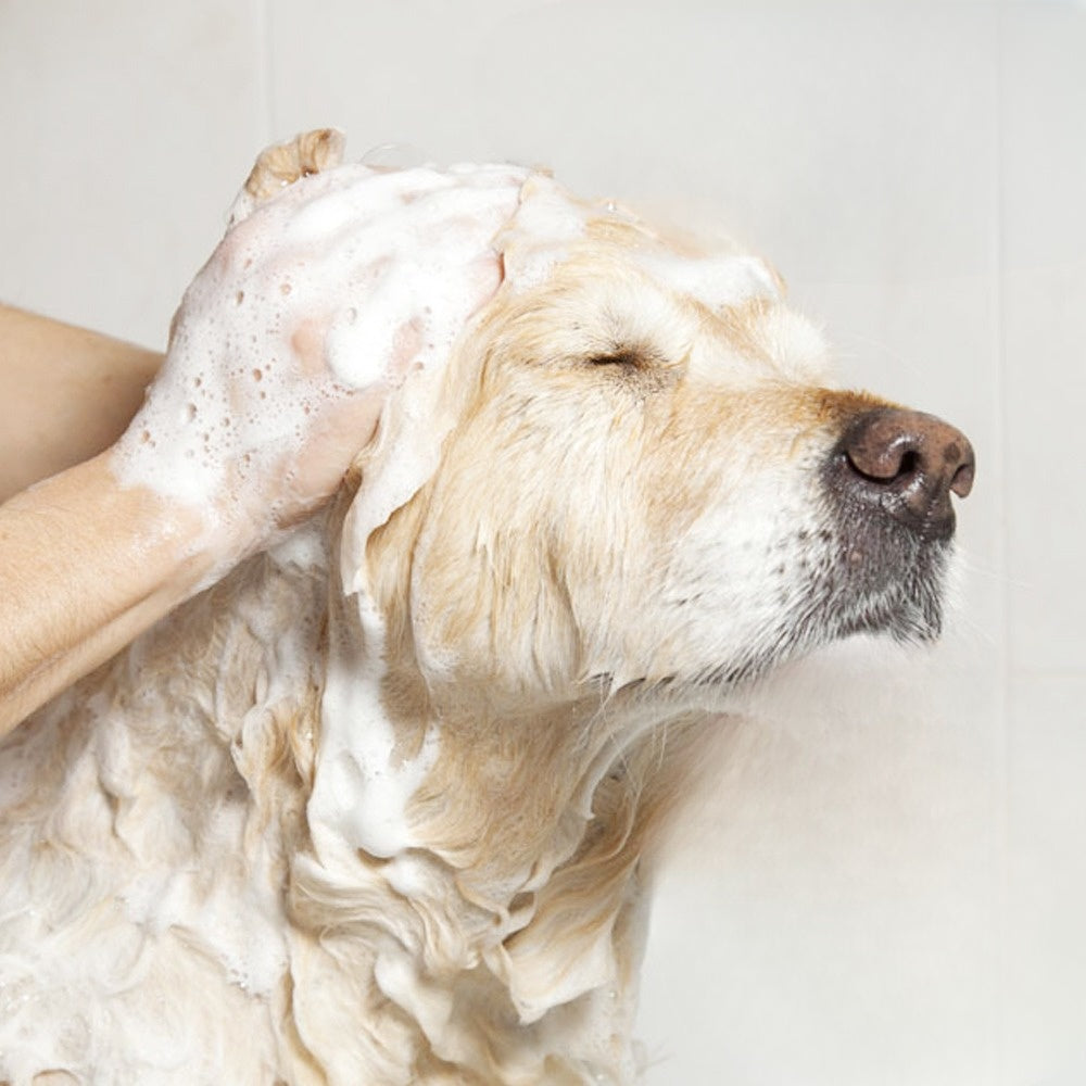 Massage Dispenser Grooming Shower Brush-Ziggy Dog Training Collar