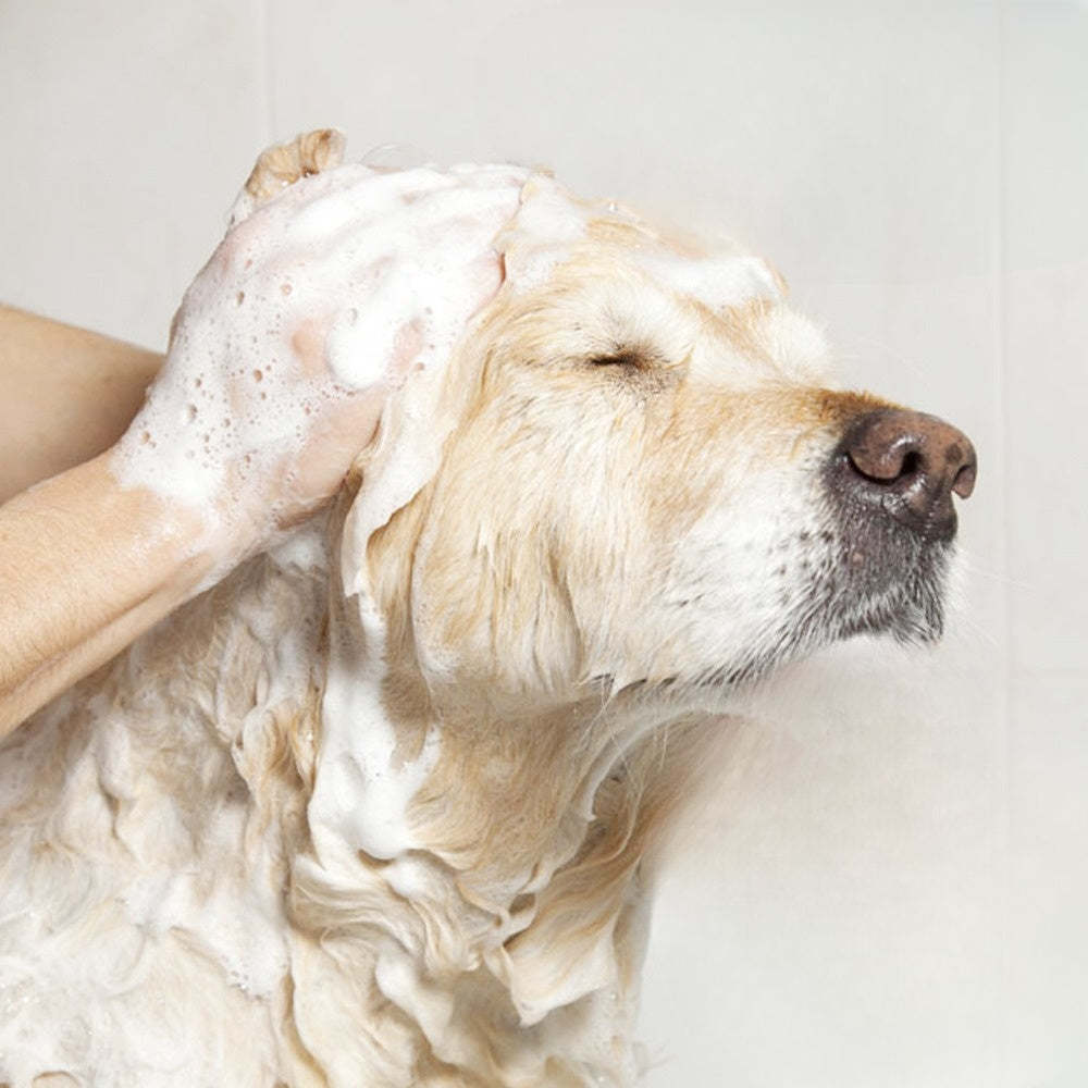 Massage Dispenser Grooming Shower Brush-Ziggy Dog Training Collar