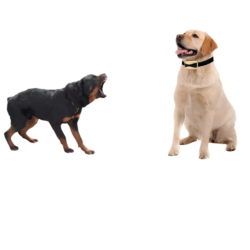 Dog Waterproof Rechargeable Anti Bark Collar-Ziggy Dog Training Collar