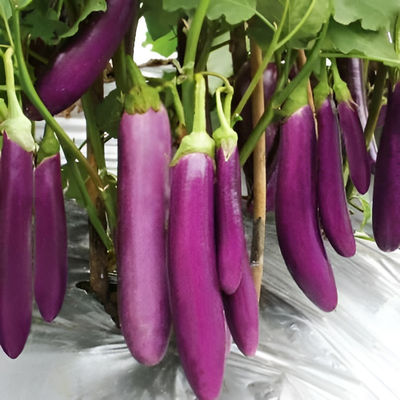 100 Eggplant Plants Seeds For Outdoor Winter Sowing And Gardening