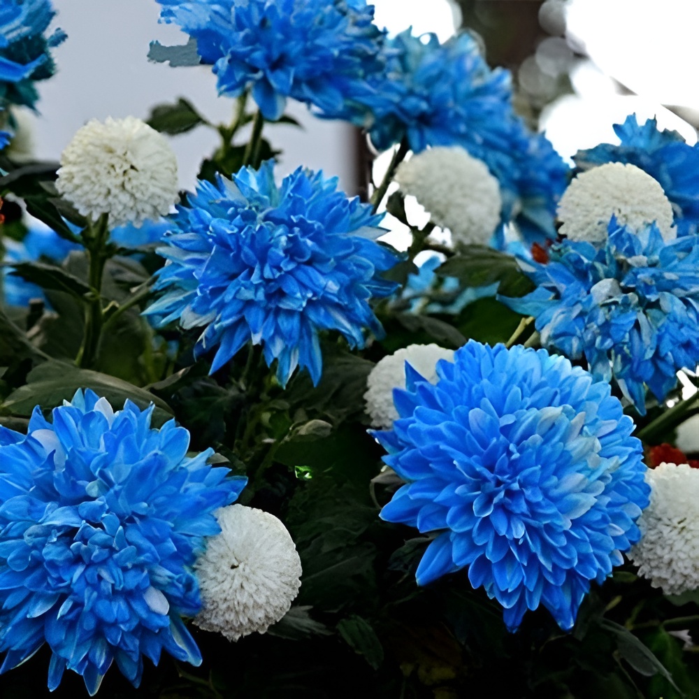 100 Pieces Of Chrysanthemum Seed For Garden 