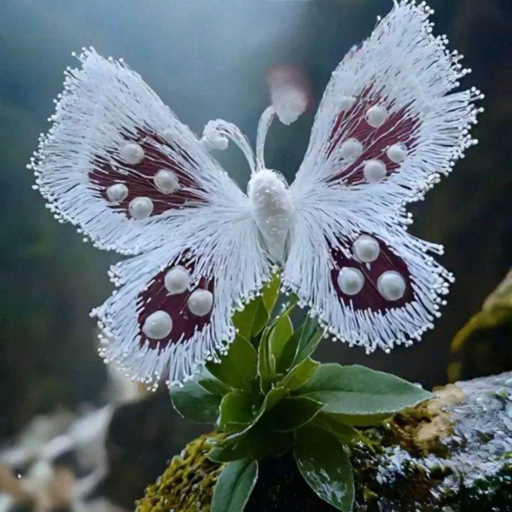 Purple Butterfly Seed Plant With Fast Germination For Indoor Outdoor Decor