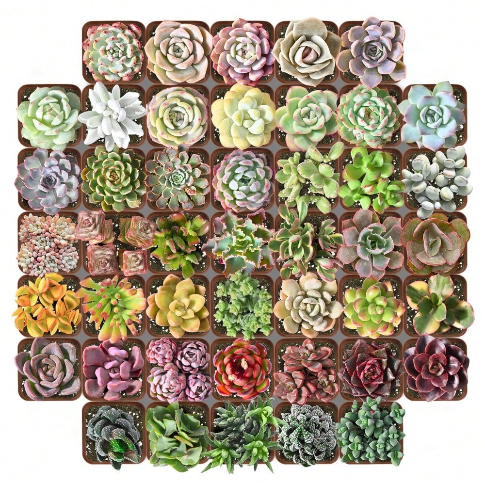50 Succulent Plants Seeds With Excellent Germination For Garden Decoration