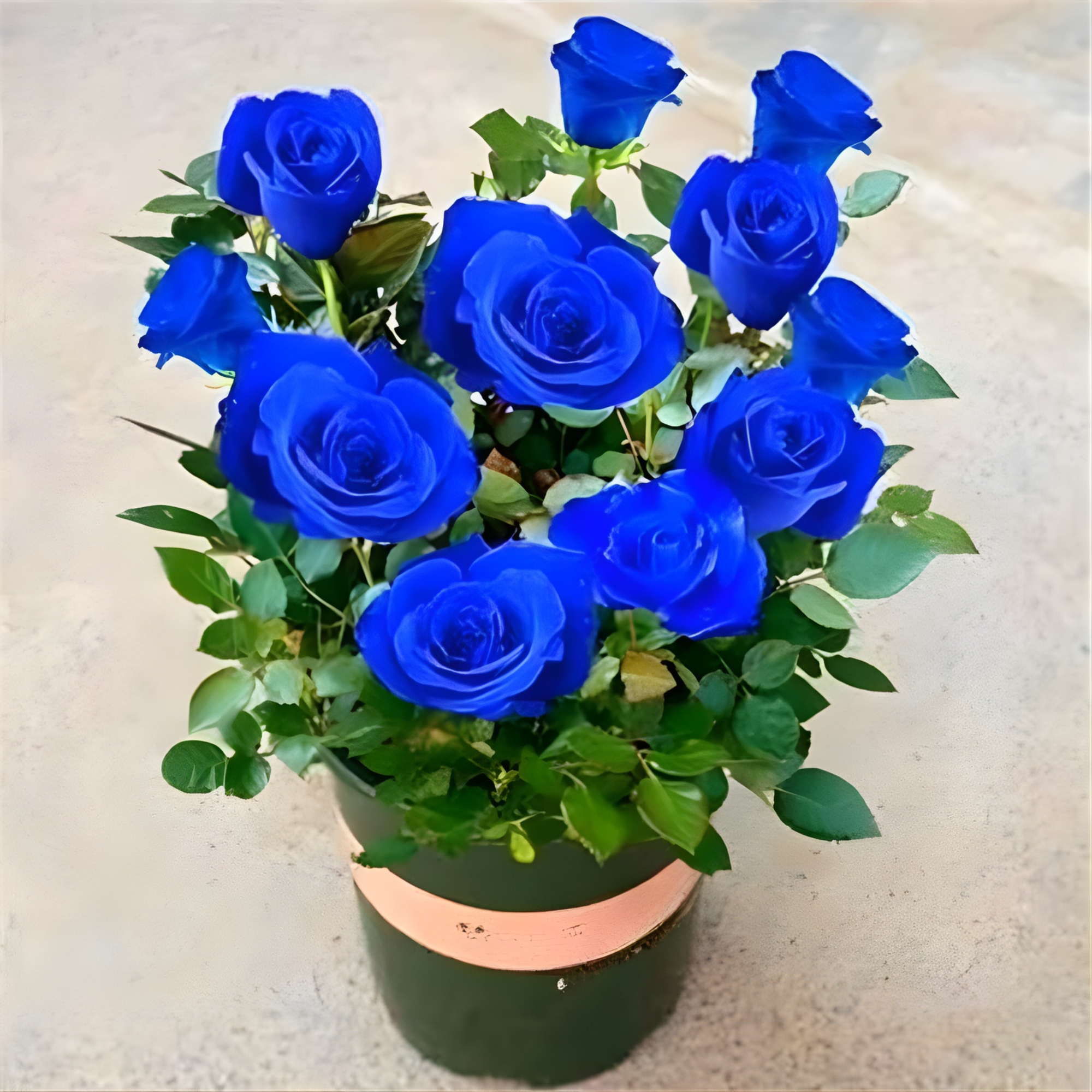 100pcs Blue Rose Seeds