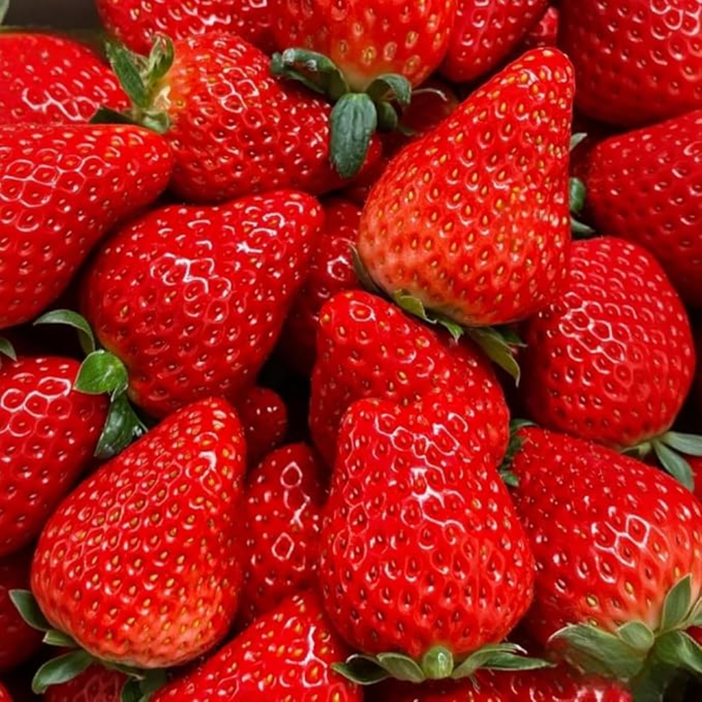  2000 Cream Strawberry Seeds - Richly Sweet & Tender