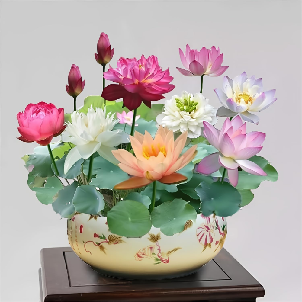 10PCS Bonsai Lotus Seeds for Planting