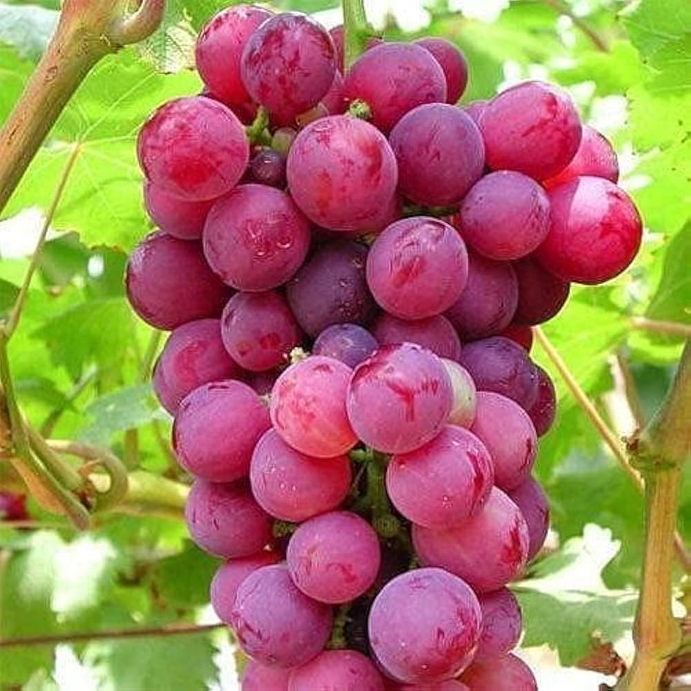 50+ Organic Red Grapes Seeds Seedless