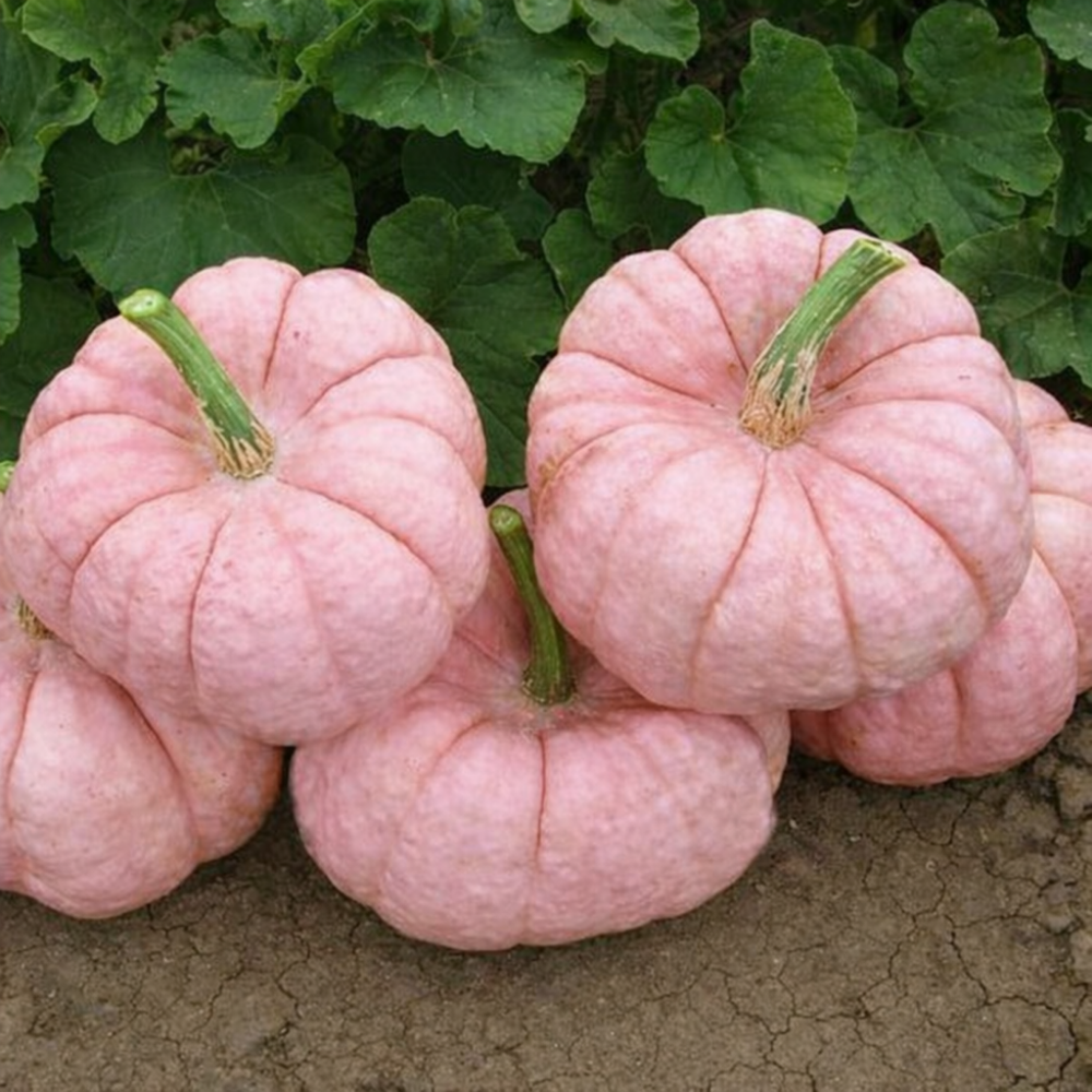 10Pcs Pumpkin Seed 