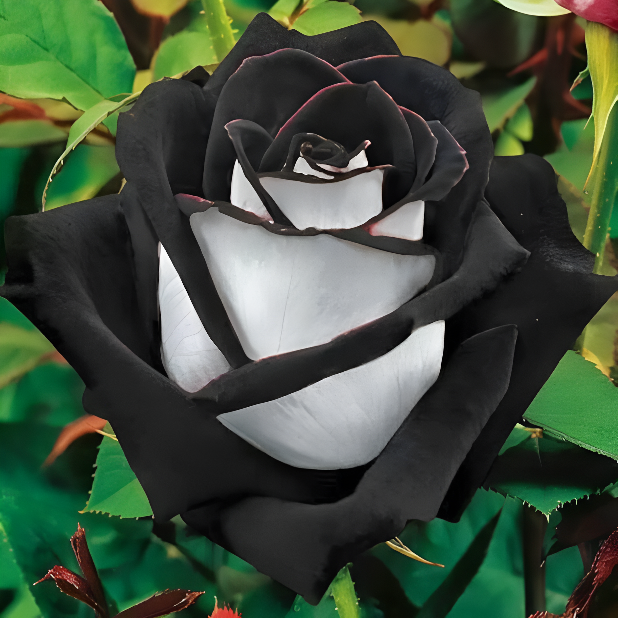 Rose Seeds for Planting - Rare Multi Colorful Rainbow Rose Flower Seeds