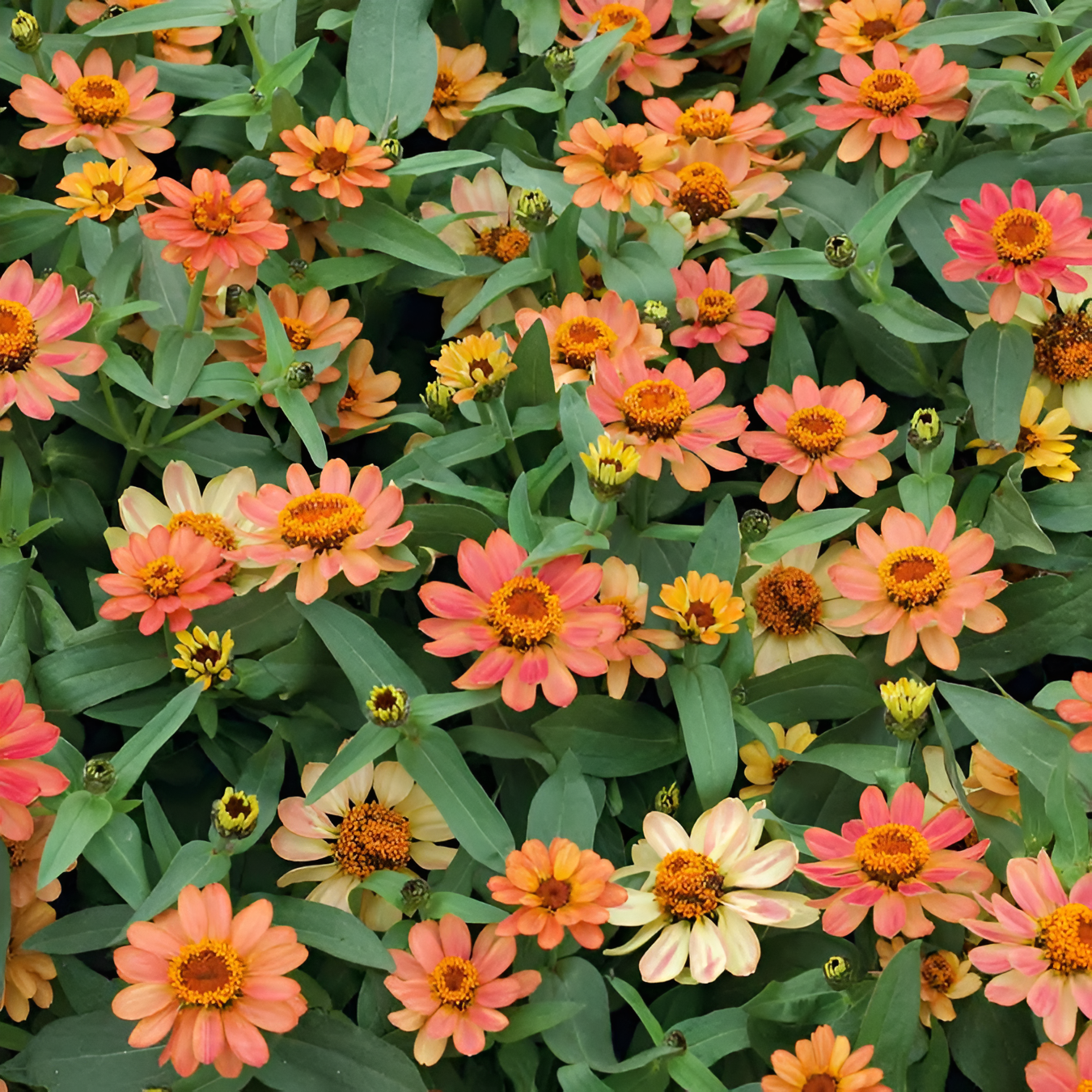 Zinnia Seeds Profusion Apricot With Coral Petals And Terracotta Centers
