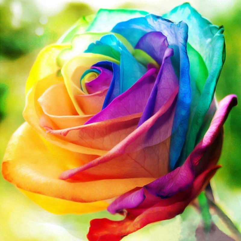 Rainbow Rose Seeds-Viral Super Shop