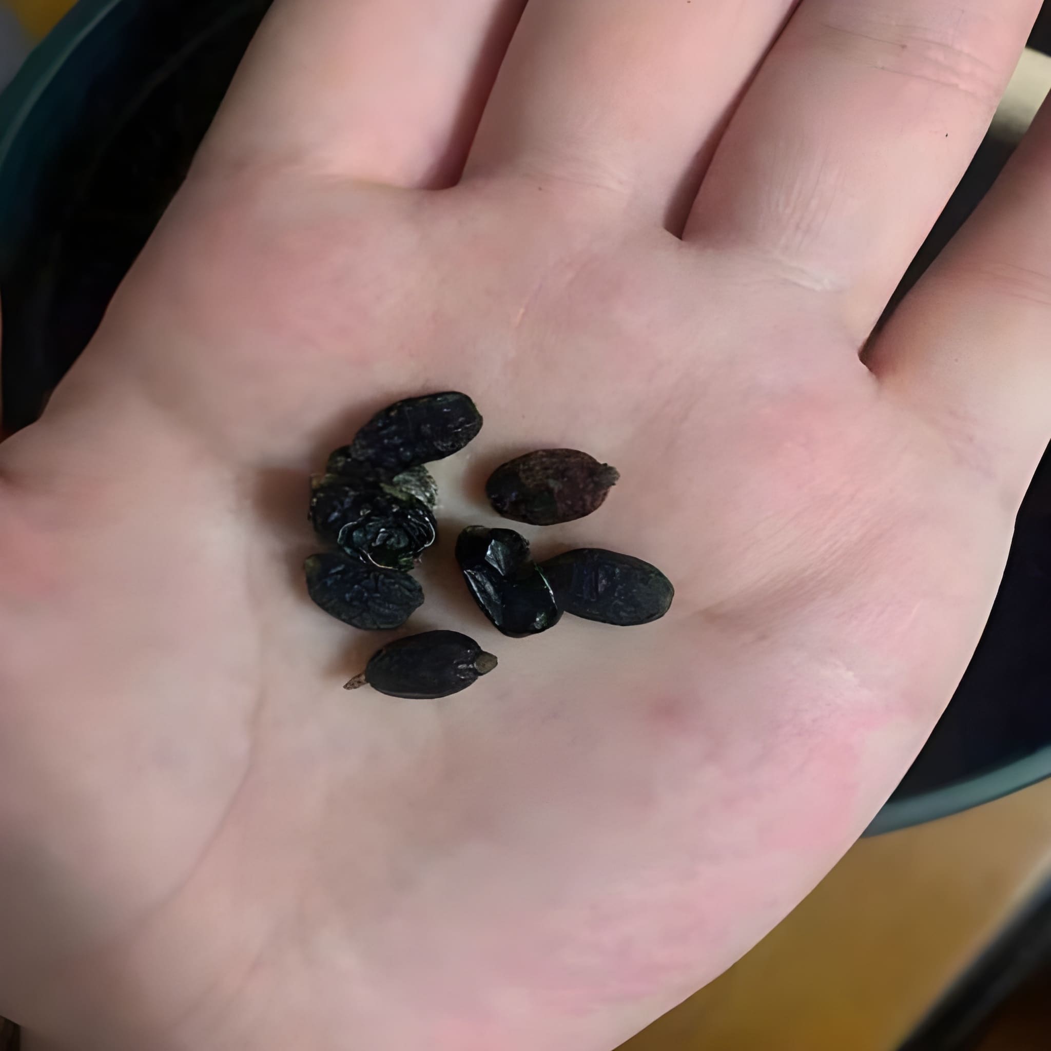 1000 Pieces Tropical Caladium Hosta Plant Seeds 