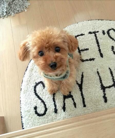 Realistic Teddy Dog Lucky-Viral Super Shop