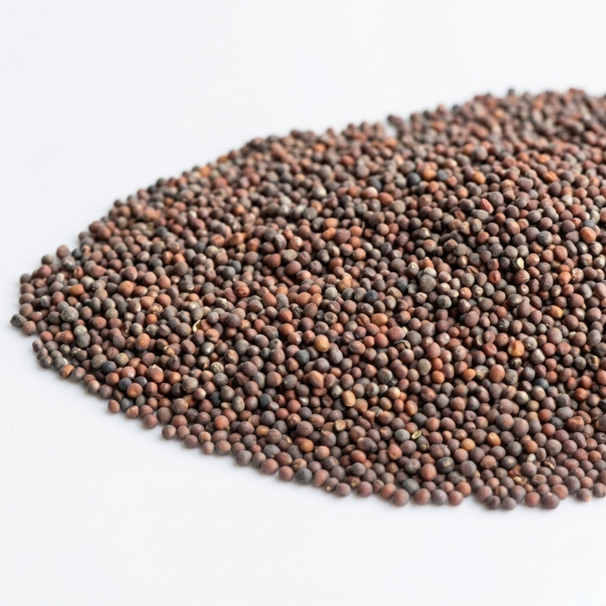 Organic broccoli seeds to germinate (Brocoli), Mumm's, large format - 200 grams, non-GMO - High germination rate
