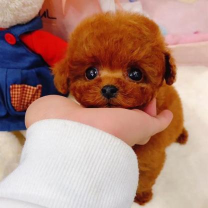 Realistic Teddy Dog Lucky-Viral Super Shop