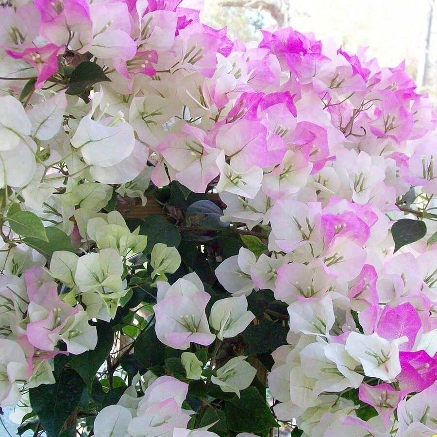 Beautiful white and pink bougainvillea flowers