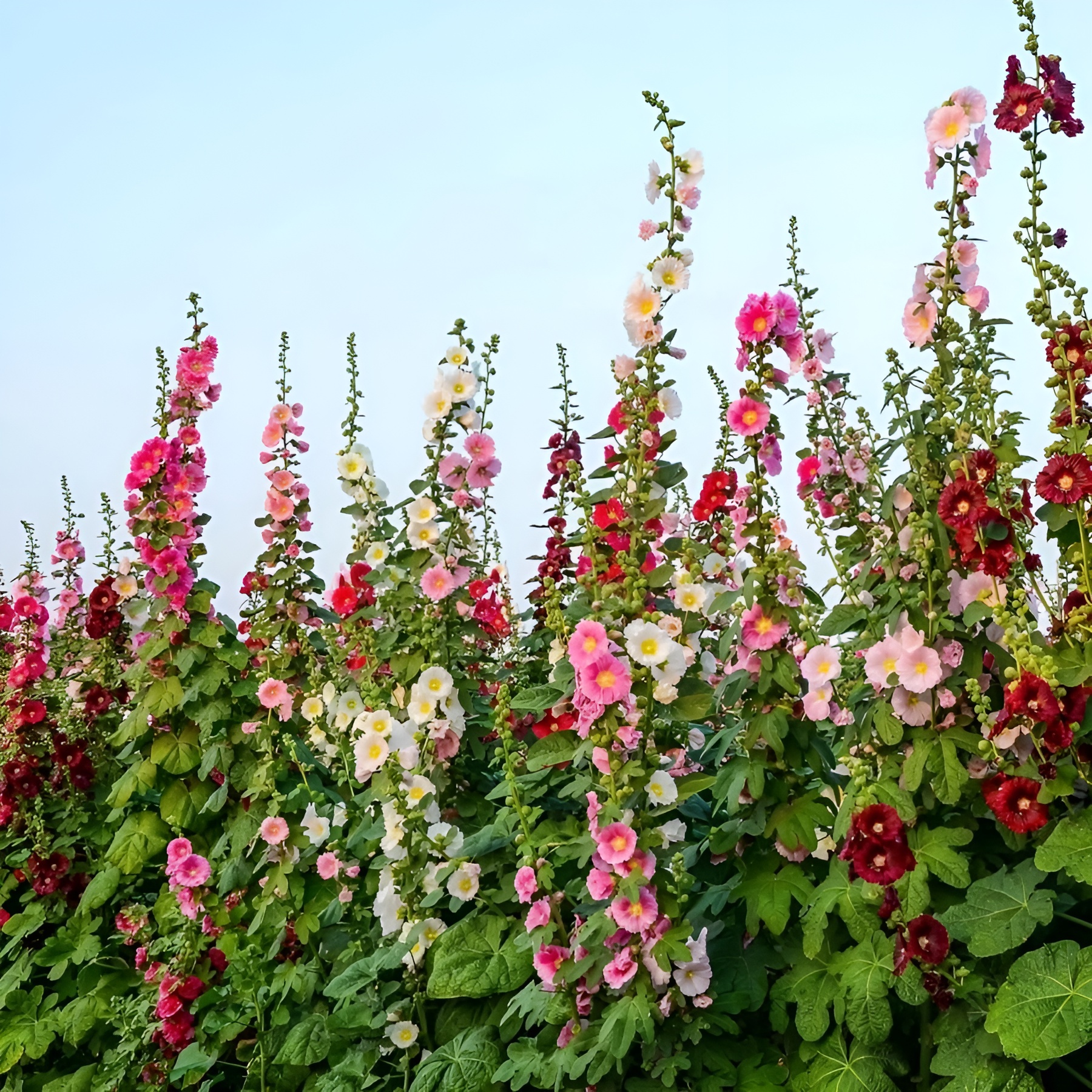 Colorful Flowering Hollyhock Planting Seeds Mixed Colors For Indoor Outdoor Gardens