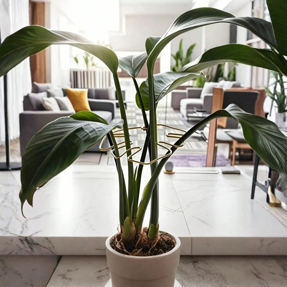 Turtle Shell Bamboo Plant Support System For Climbing Plant Growth For Healthy Aesthetic Support