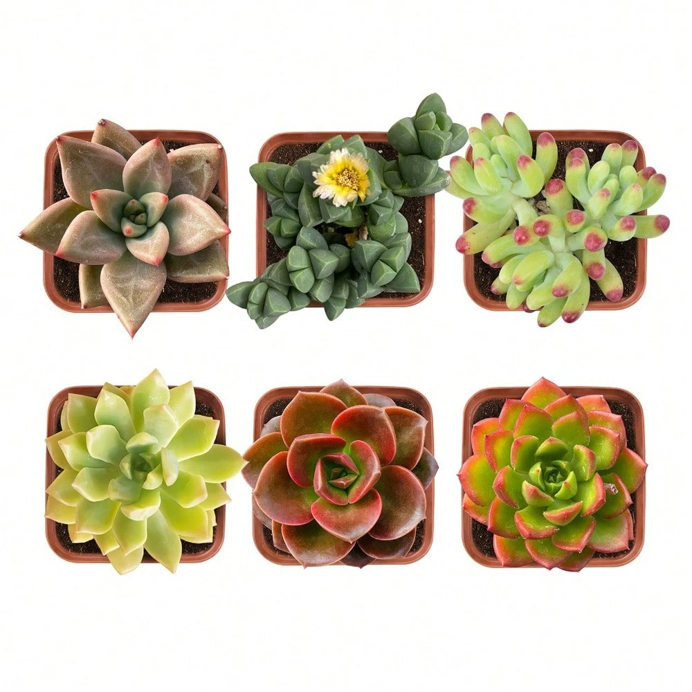 50 Succulent Plants Seeds With Excellent Germination For Garden Decoration