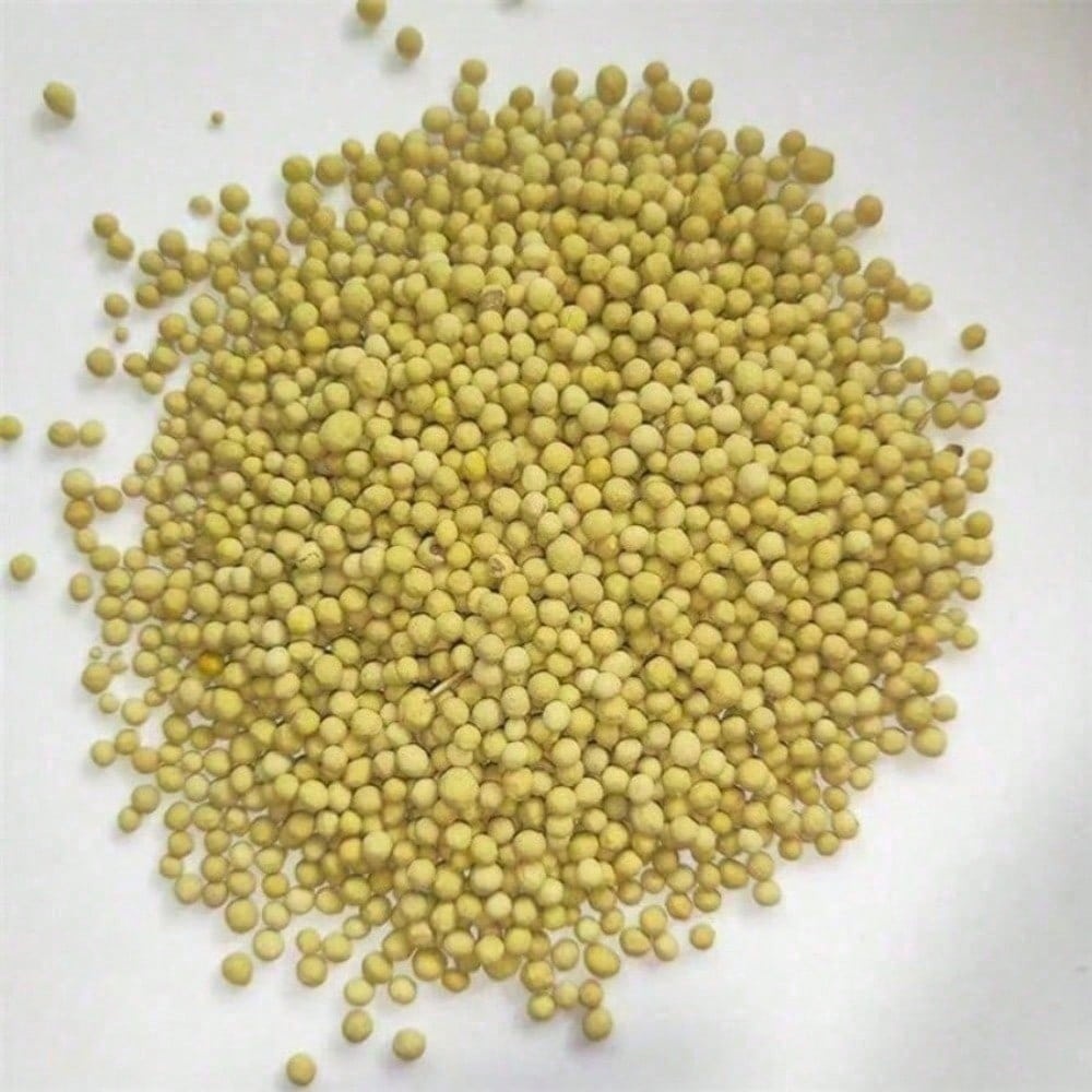 100 Tropical Elephant Bean Plant Bold Green Leaves Seeds