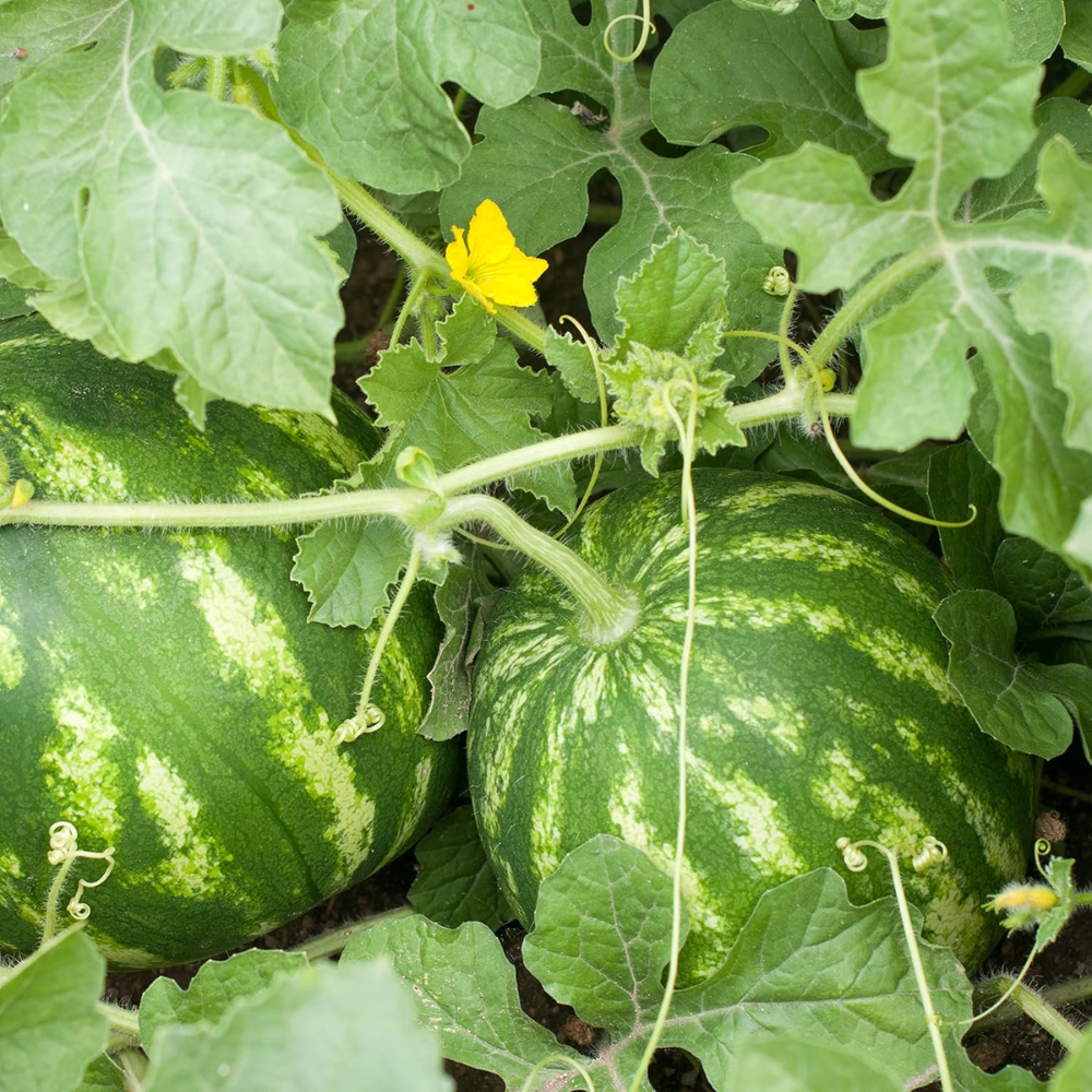 Organic Watermelon Seeds (Crimson Sweet) - Approx 12 Seeds 