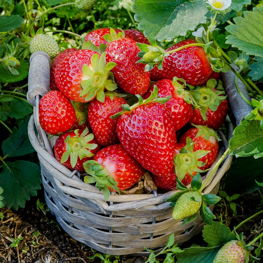  2000 Cream Strawberry Seeds - Richly Sweet & Tender