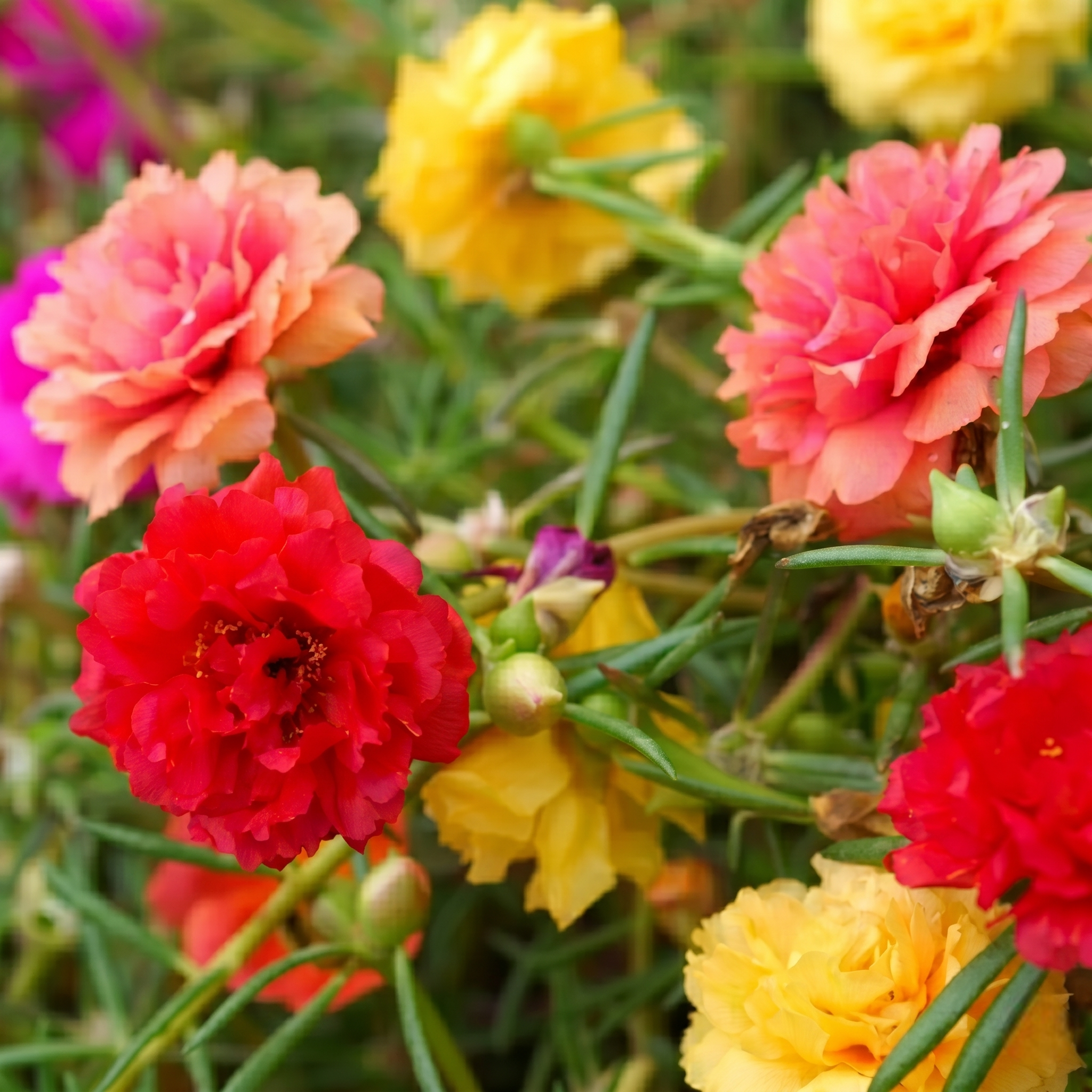 200 Mixed Purslane Moss Rose Seeds
