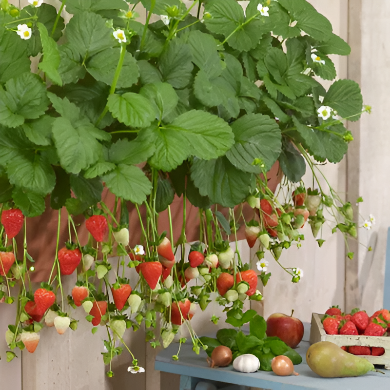 All Season Strawberry Seeds For Garden Harvests