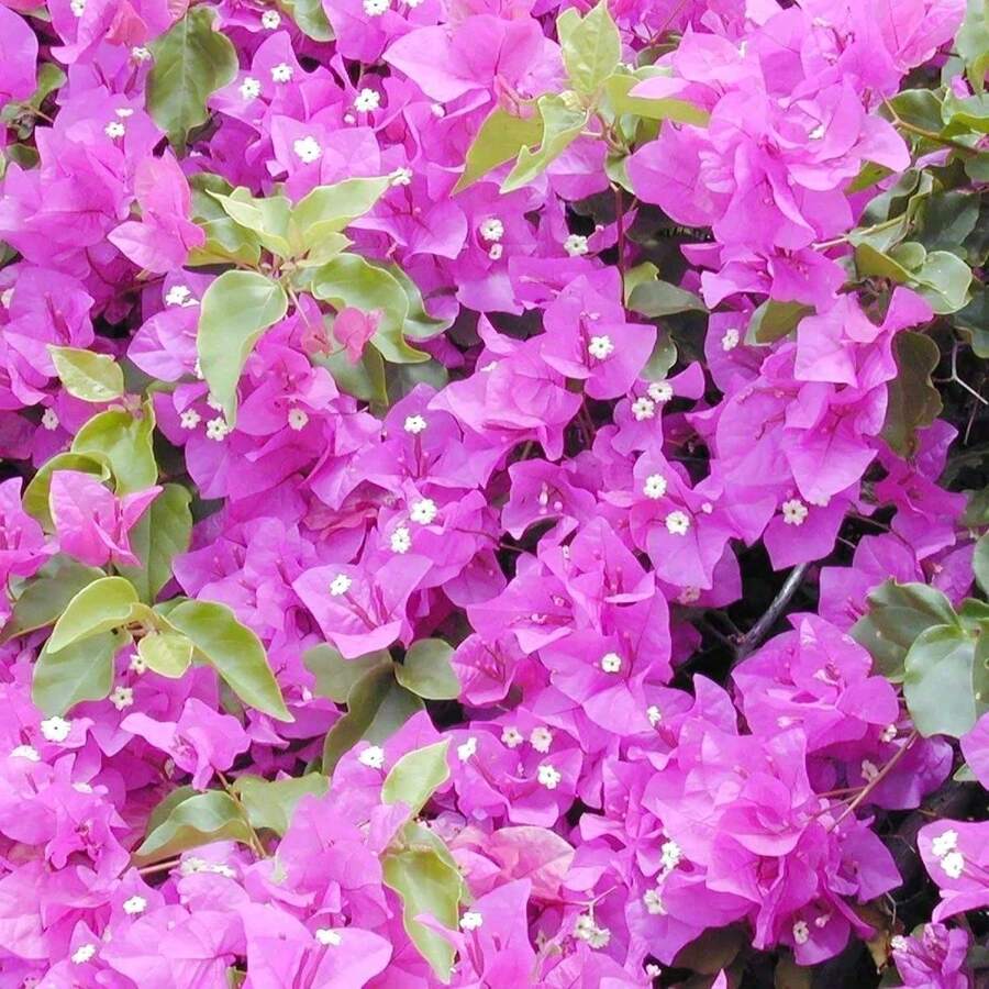 Mixed Color Perennial Bougainvillea Flower Plant Seeds For Diy And Home Gardens