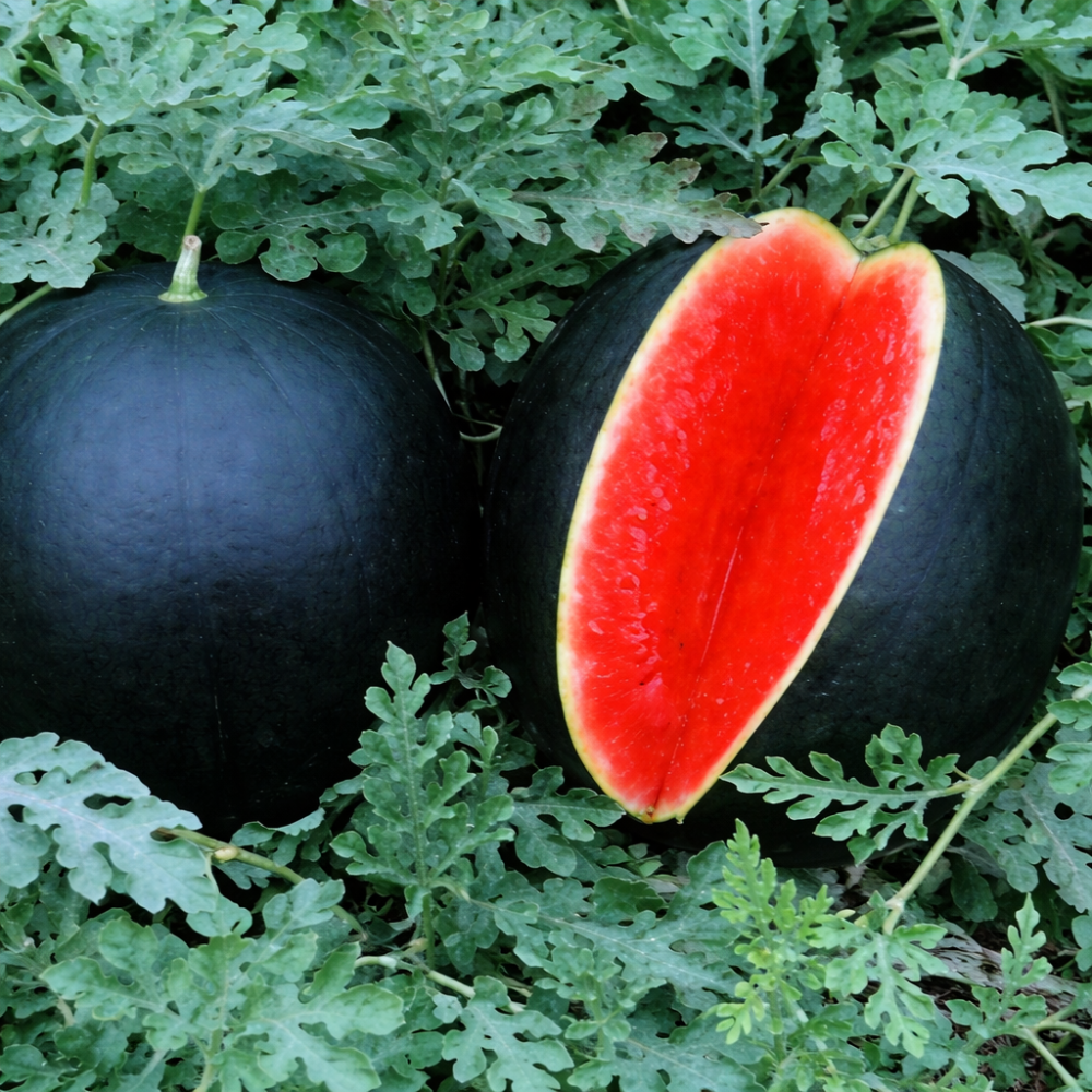 30PCS Giant Watermelon Seed 