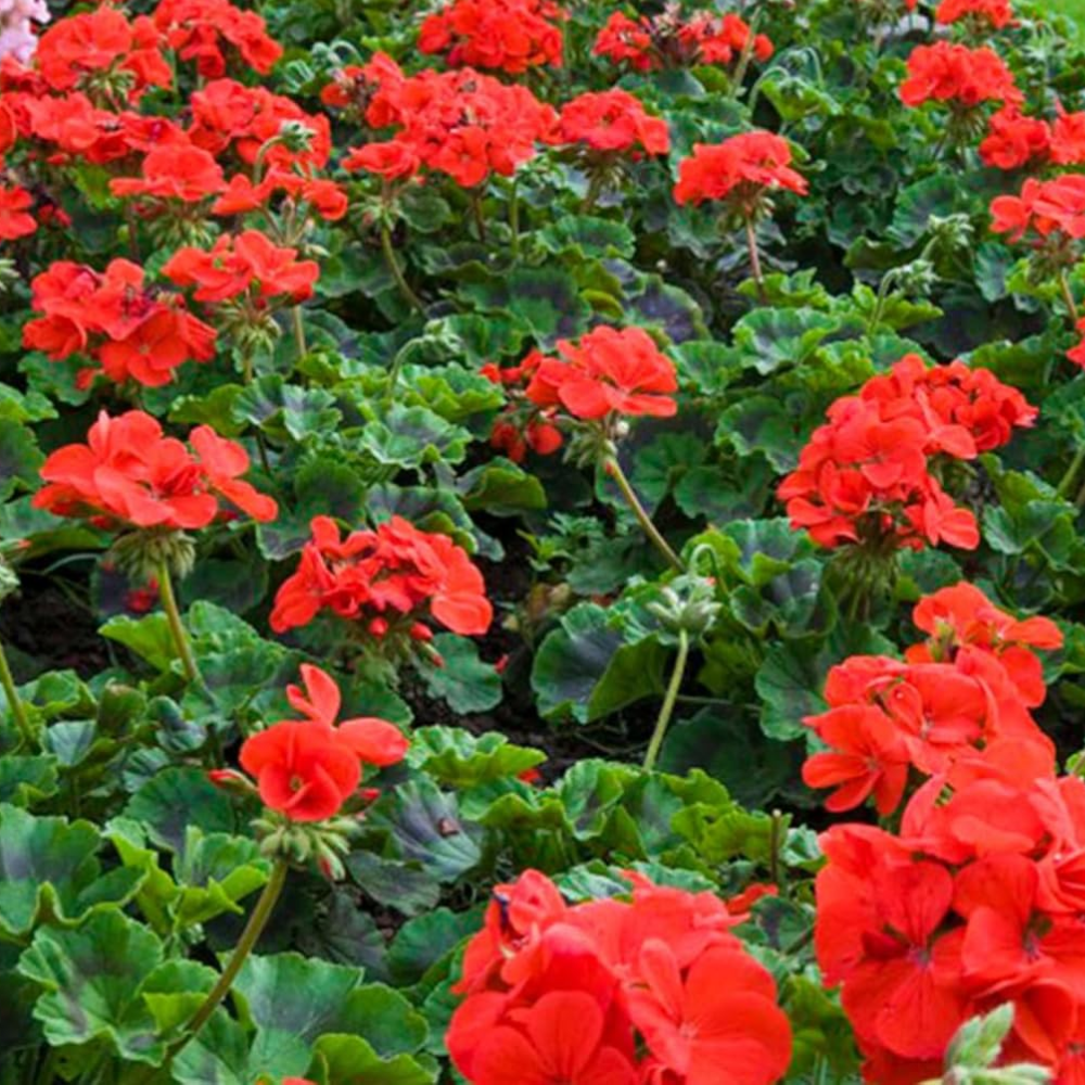 [Copy]30PCS Giant Watermelon Seed 