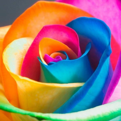 Rainbow Rose Seeds-Viral Super Shop