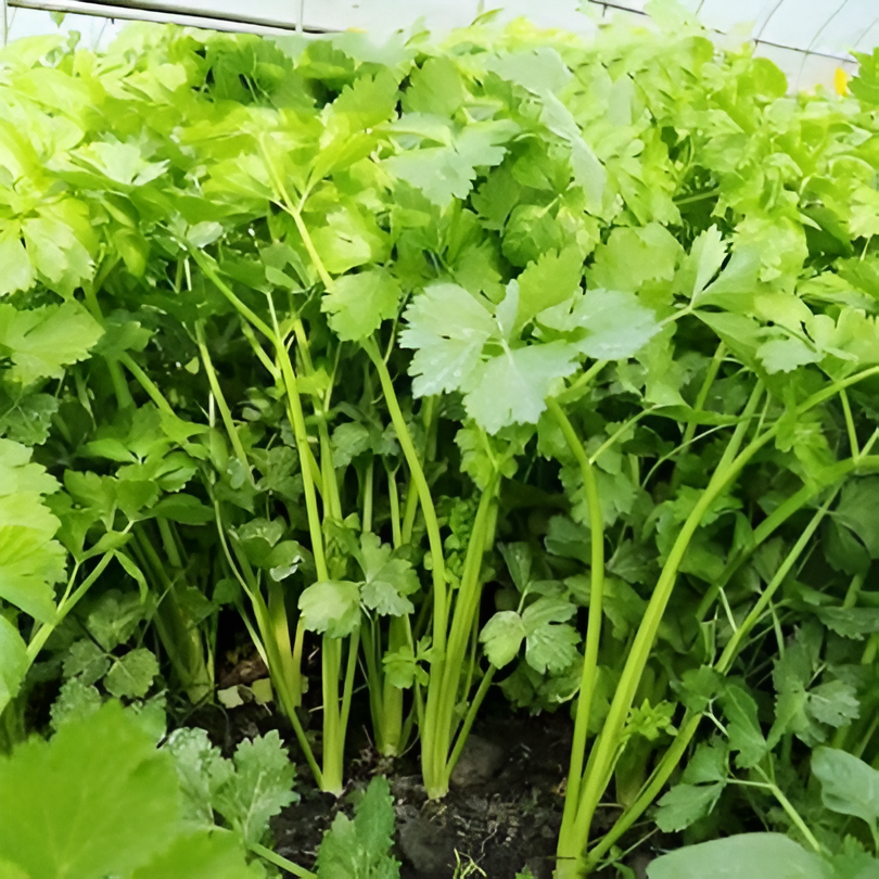 Gene Thyme And Cilantro Seed Capsules