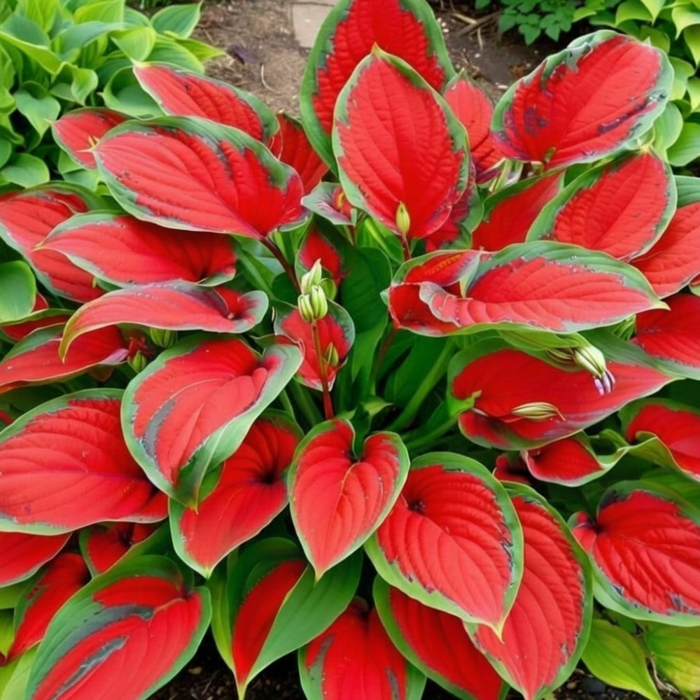 200 Pieces Of Variegated Red Hosta Plants For Garden 