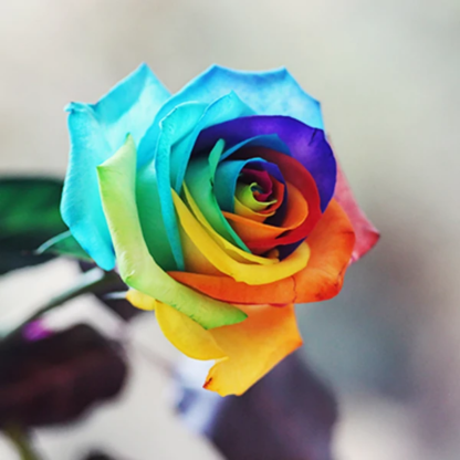 Rainbow Rose Seeds-Viral Super Shop