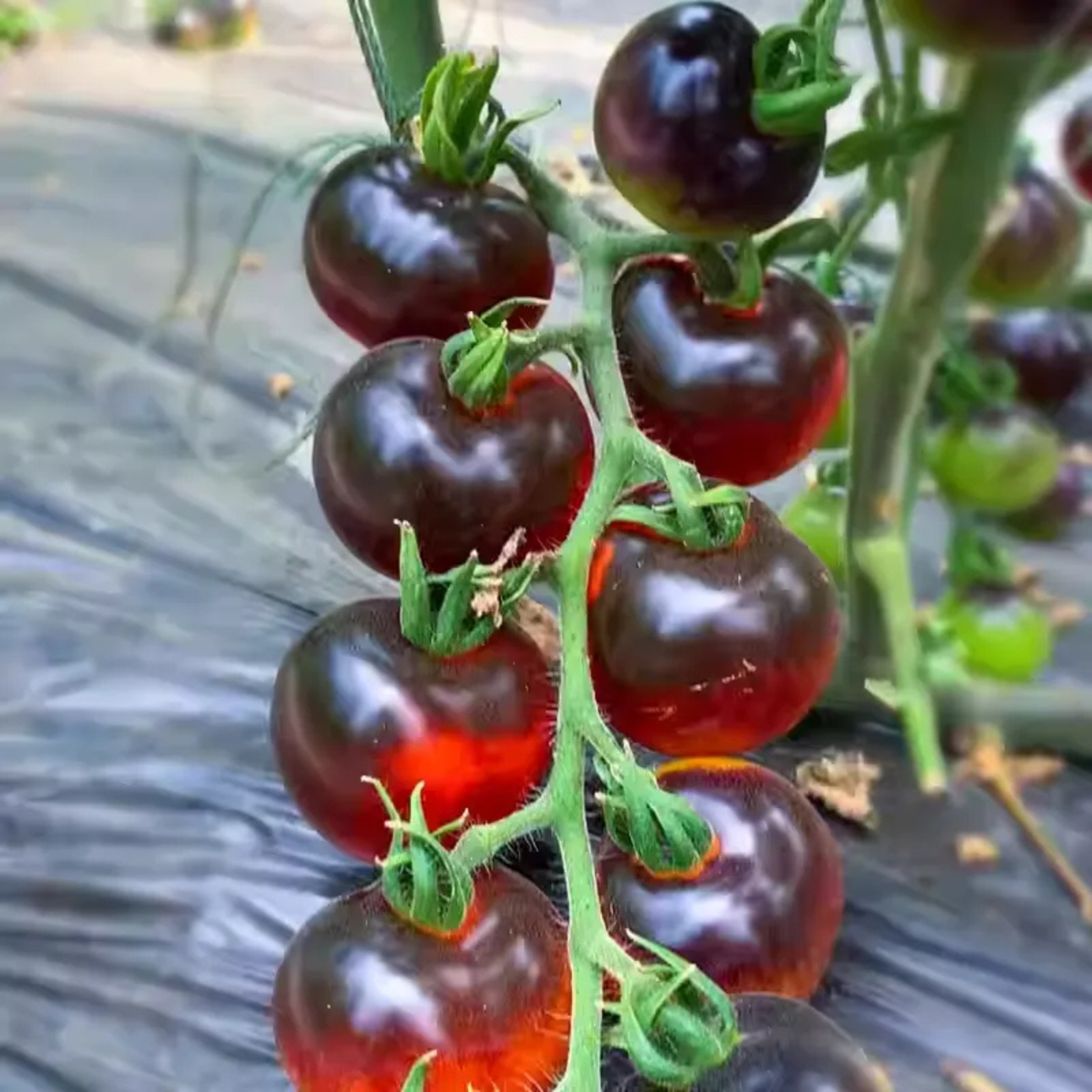 Black Tomato Garden Seeds For Gourmet Growing