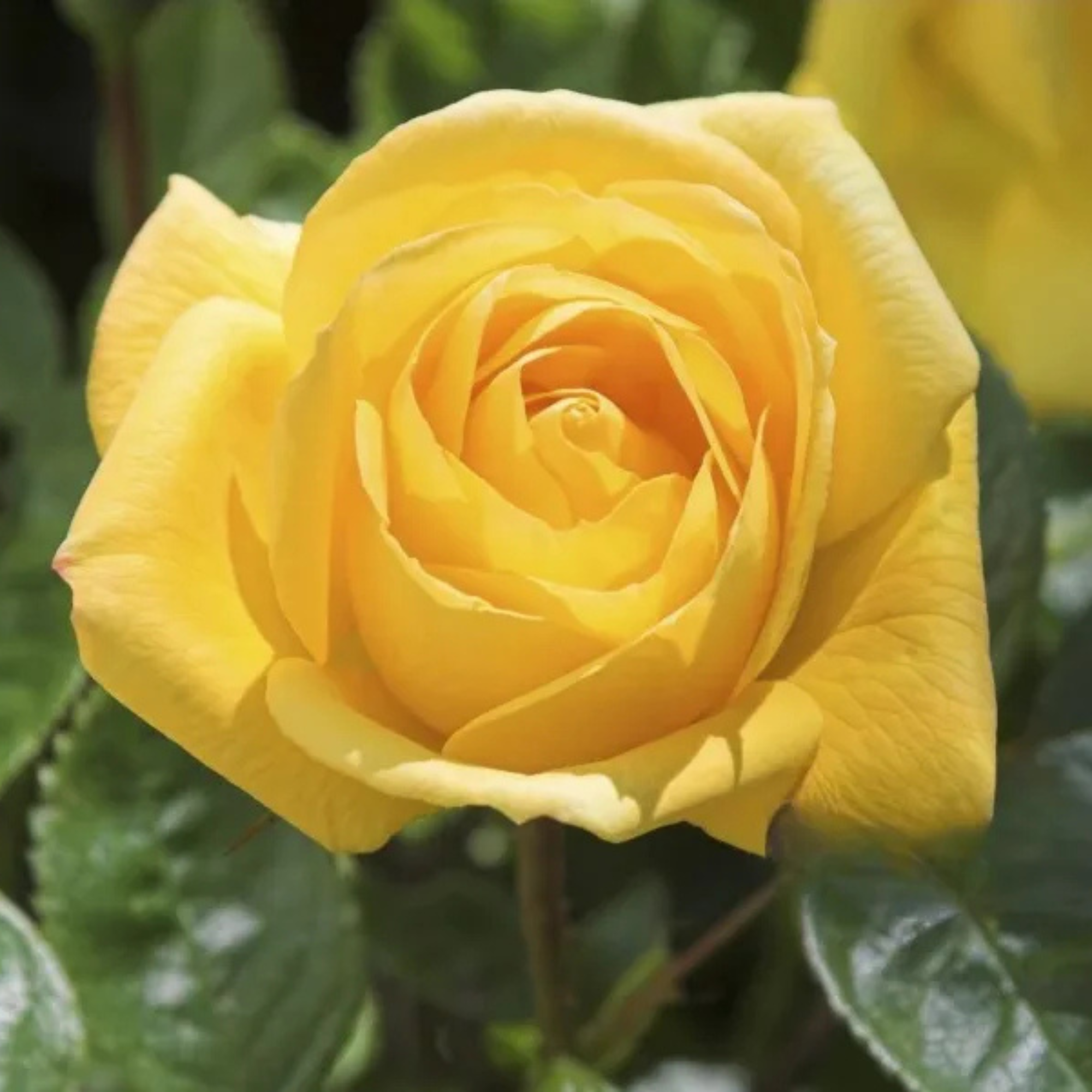 Mini Rose Flower Seeds For Small Garden Spaces