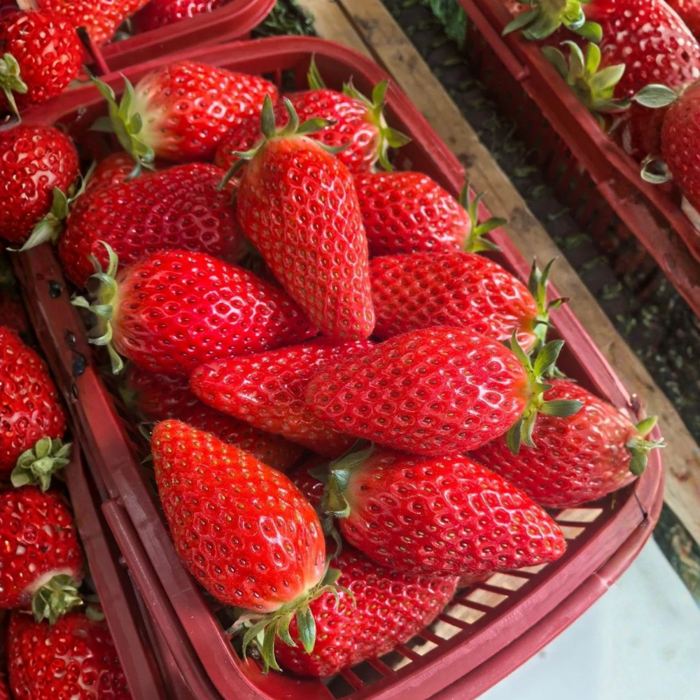  2000 Cream Strawberry Seeds - Richly Sweet & Tender