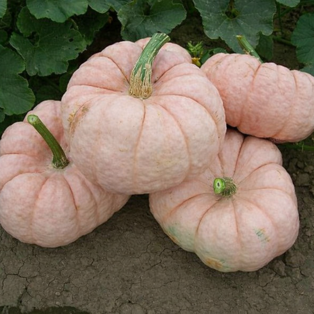 10Pcs Pumpkin Seed 