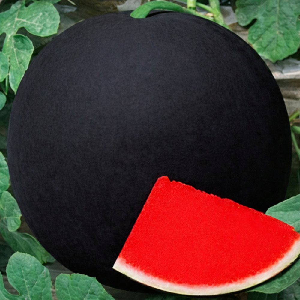 30PCS Giant Watermelon Seed 