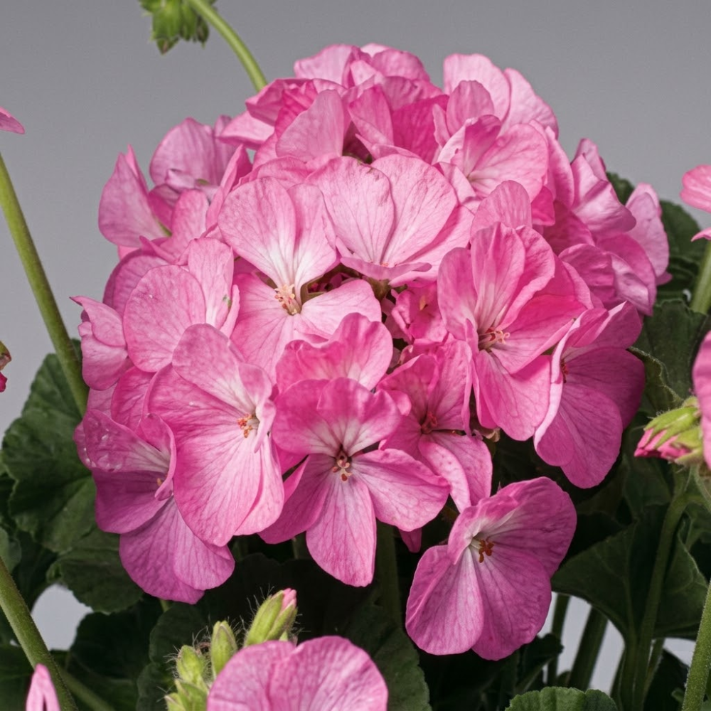 [Copy]30PCS Giant Watermelon Seed 