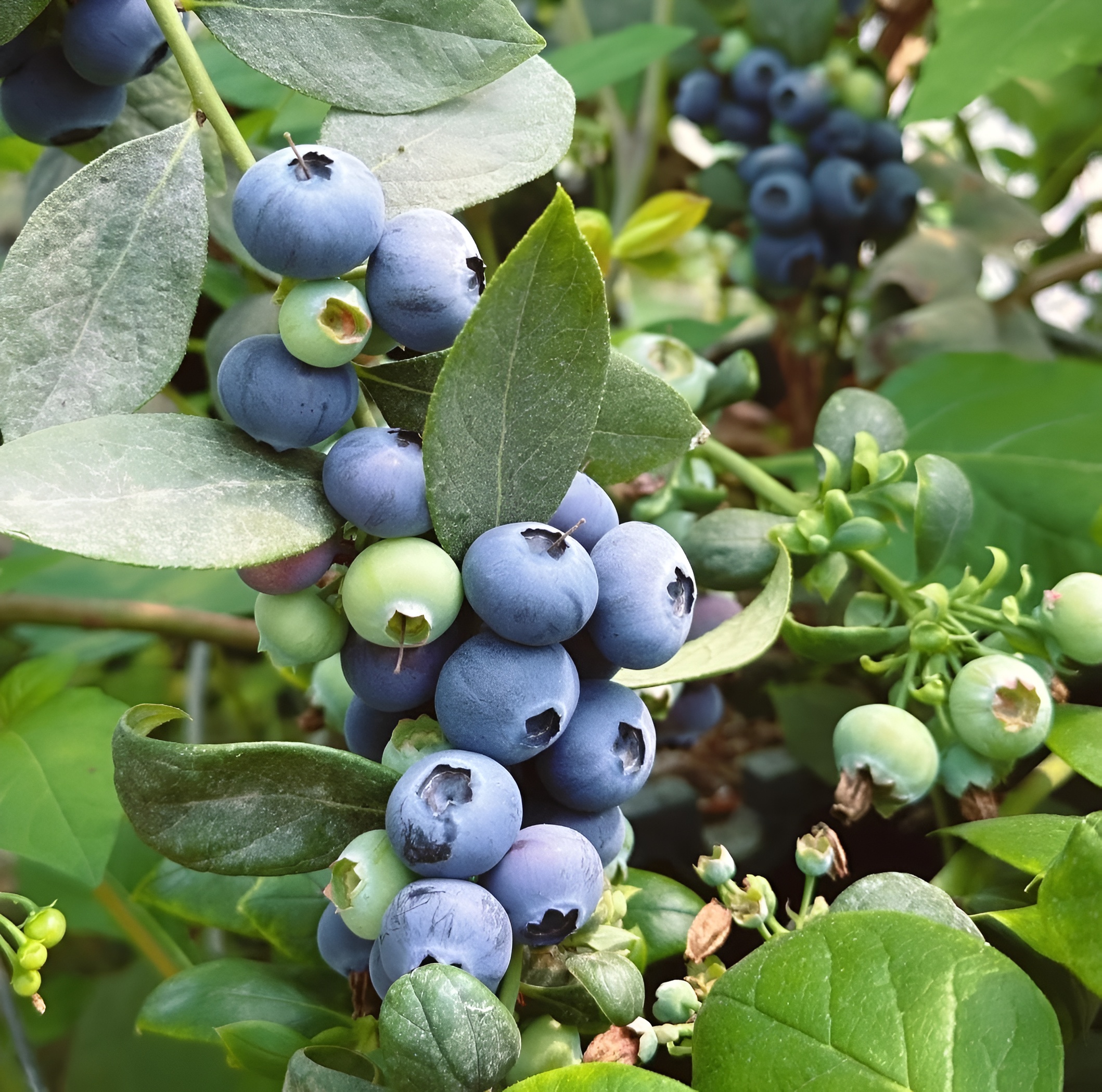 500+ Blueberry Seeds for Planting