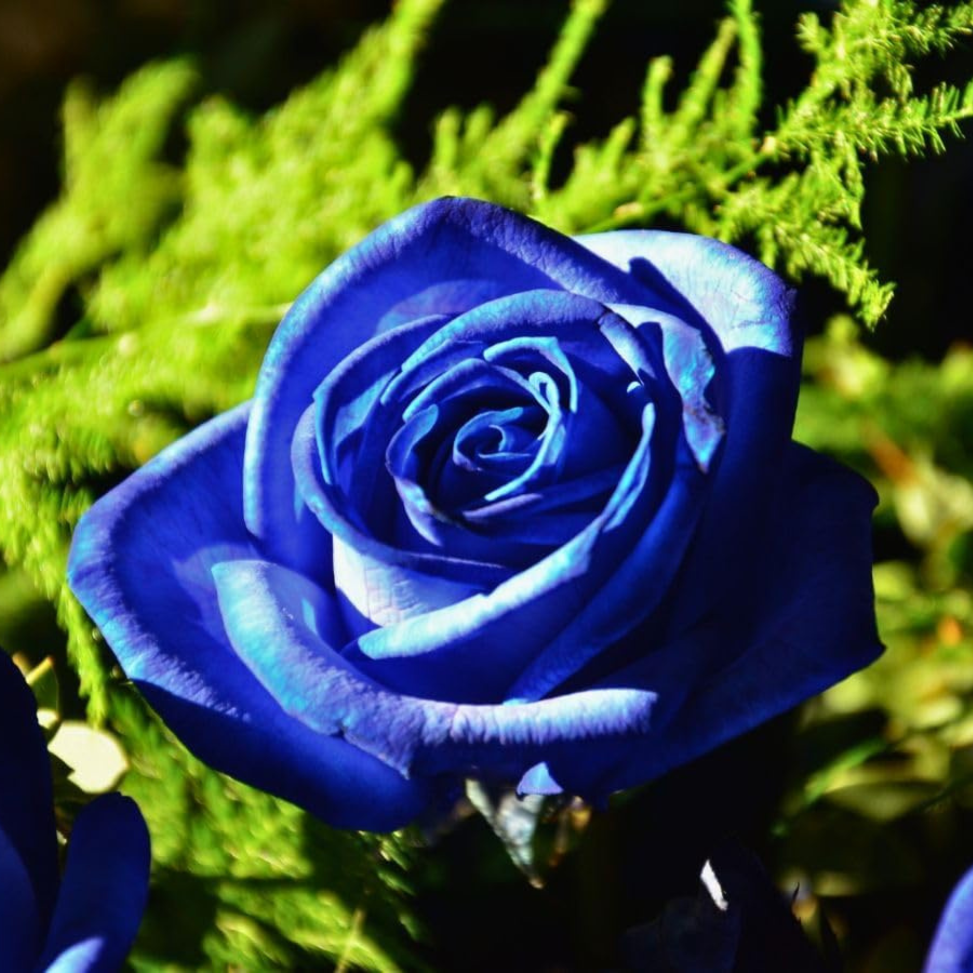 100pcs Blue Rose Seeds