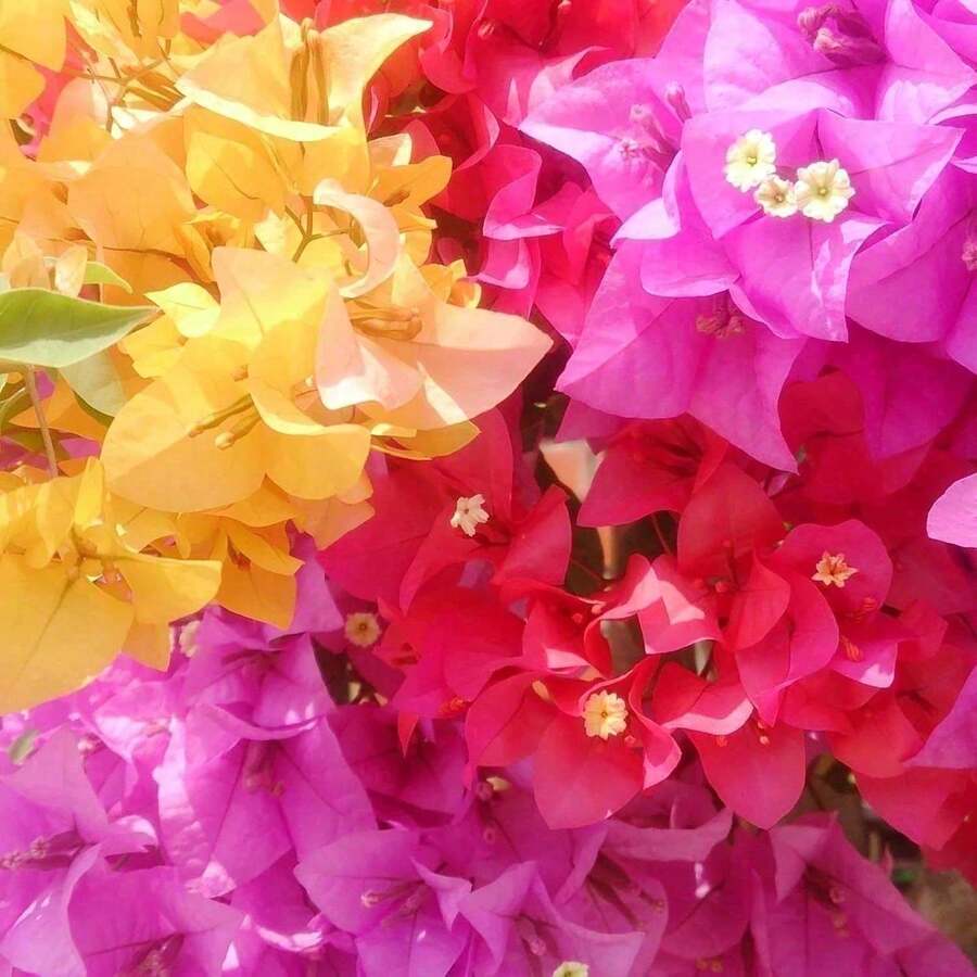Mixed Color Perennial Bougainvillea Flower Plant Seeds For Diy And Home Gardens