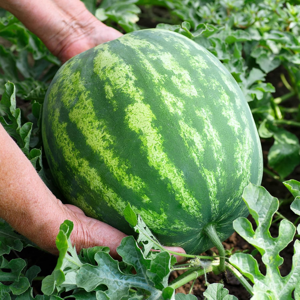 Organic Watermelon Seeds (Crimson Sweet) - Approx 12 Seeds 