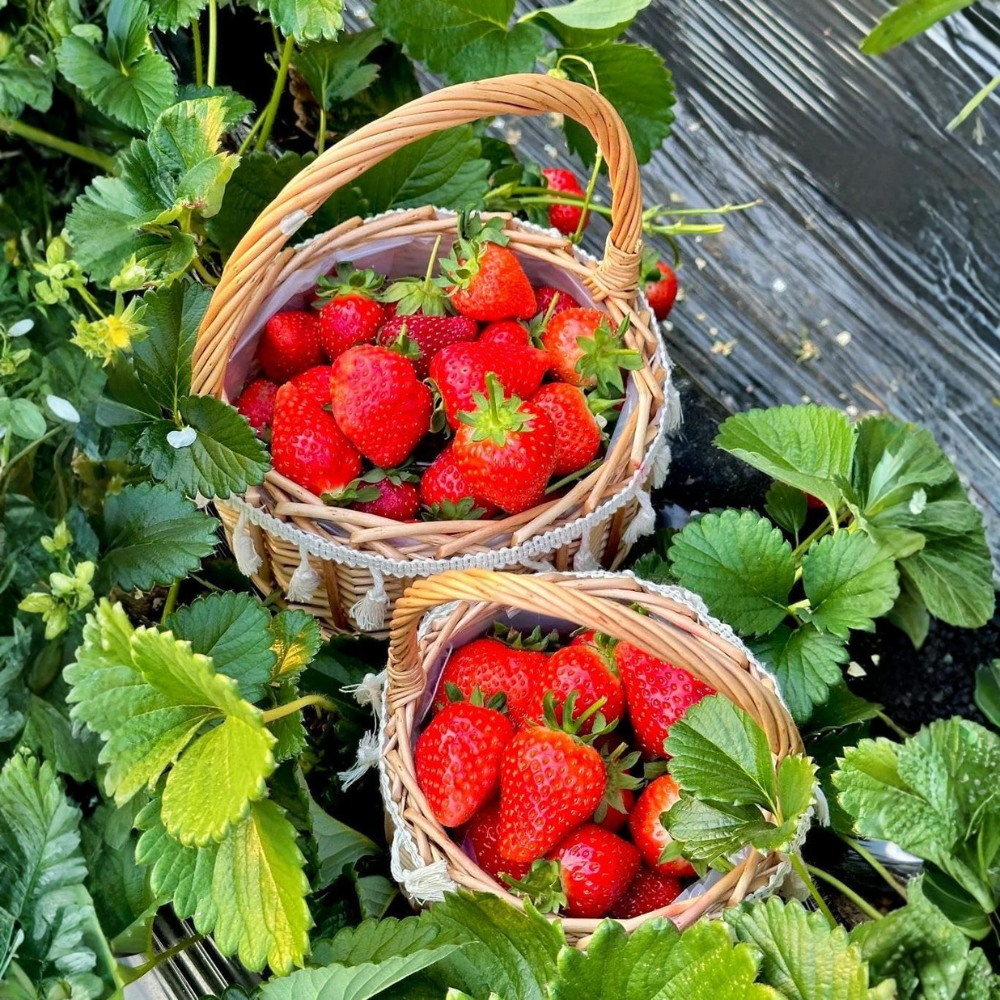  2000 Cream Strawberry Seeds - Richly Sweet & Tender