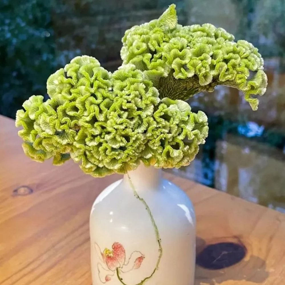 Turquoise Green Cockscomb Celosia Seeds