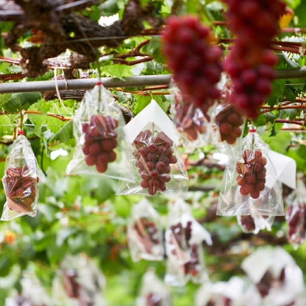 50+ Organic Red Grapes Seeds Seedless